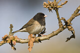 Image. Oregon Junco