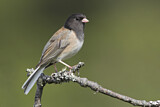 Image. Oregon Junco