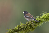 Image. Oregon Junco