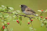 Image. Oregon Junco