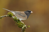 Image. Oregon Junco
