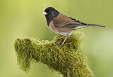Image. Oregon Junco