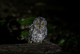 Image. Orient-Zwergohreule