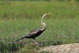 Image. Oriental Darter