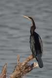 Image. Oriental Darter