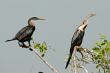 Image. Oriental Darter