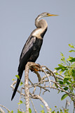 Image. Oriental Darter