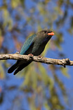 Image. Oriental Dollarbird