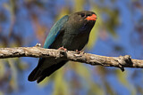 Image. Oriental Dollarbird