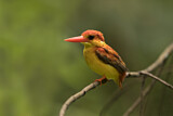 Image. Oriental Dwarf Kingfisher