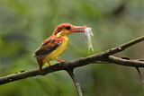 Image. Oriental Dwarf Kingfisher