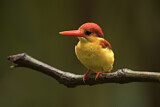 Image. Oriental Dwarf Kingfisher