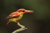 Image. Oriental Dwarf Kingfisher