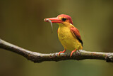 Image. Oriental Dwarf Kingfisher