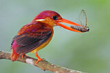 Image. Oriental Dwarf Kingfisher