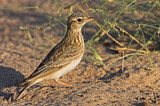Image. Oriental Skylark