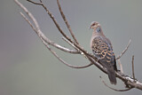 Image. Oriental Turtle Dove