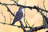 Image. Oriental Turtle Dove