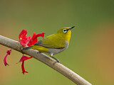 Image. Oriental White-eye