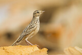 Image. Orientfeldlerche