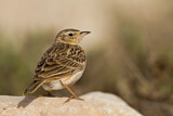 Image. Orientfeldlerche
