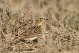 Image. Orientfeldlerche
