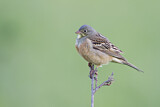 Image. Ortolan Bunting