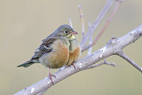 Image. Ortolan Bunting