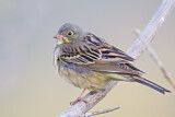 Image. Ortolan Bunting