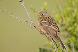 Image. Ortolan Bunting