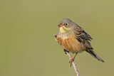 Image. Ortolan Bunting