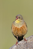 Image. Ortolan Bunting