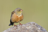 Image. Ortolan Bunting