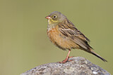 Image. Ortolan Bunting