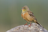 Image. Ortolan Bunting