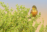 Image. Ortolan Bunting
