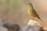 Image. Ortolan Bunting