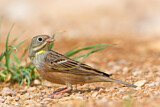Image. Ortolan Bunting