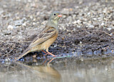 Image. Ortolan Bunting