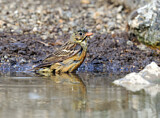 Image. Ortolan Bunting