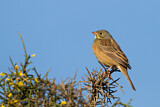Image. Ortolan Bunting