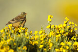 Image. Ortolan Bunting