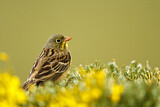 Image. Ortolan Bunting
