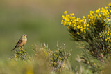 Image. Ortolan Bunting