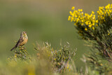 Image. Ortolan Bunting