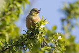 Image. Ortolan Bunting