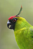 Image. Ouvea Parakeet