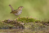 Image. Ovenbird