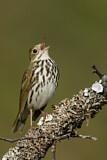 Image. Ovenbird
