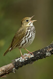 Image. Ovenbird